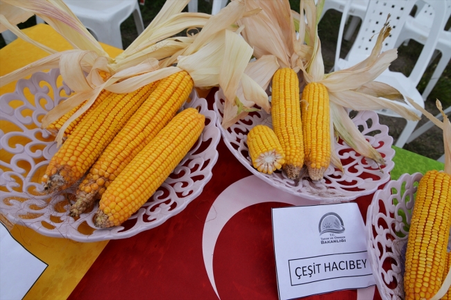 Bursa'da yerli mısırlar Tarla Günü'nde tanıtıldı